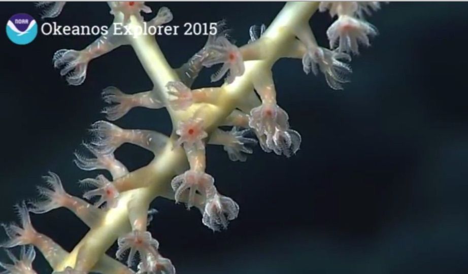 20-30 small feeding polyps with a red dot-the mouth surrounded by 8 feeding tentacles 