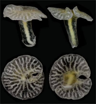 mushroom shaped organism with translucent base
