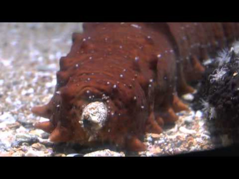 Close-up of a sea cucumber pooing.