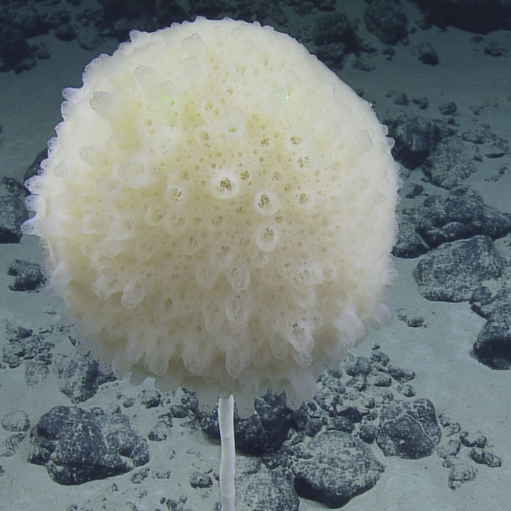 A sponge, round ball with numerous volcano shaped protuberances on its surface attached via a stalk to the bottom of the sea