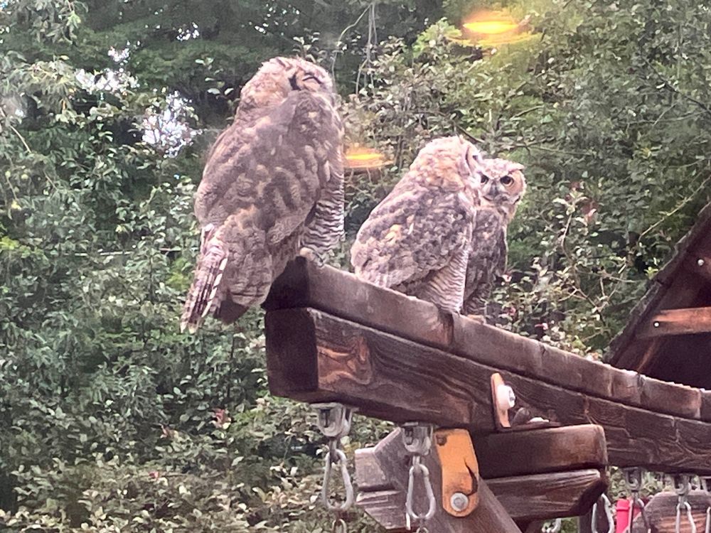 Three juvenile great horned owls perched on the top of a wooden play structure. The nearest one has fluffed-up feathers. The other two seem to be looking at each other.