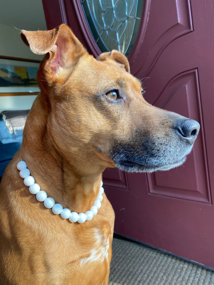 A golden brown mixed breed dog with semi-floppy ears and a graying muzzle gazes into the distance. They wear a string of white ceramic beads loosely around their neck. 