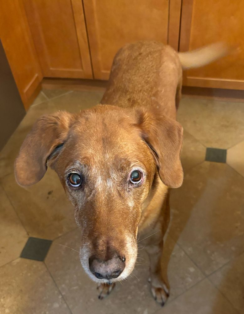 Golden retriever mix standing in a kitchen looking at the camera sweetly. 11 years old, her golden facial fur is not white around her muzzle a s starting get more white patched around and between her eyes.