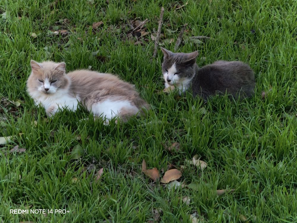 Two cats sitting in the grass. One is a orange cat with white and the other cat is grey with white