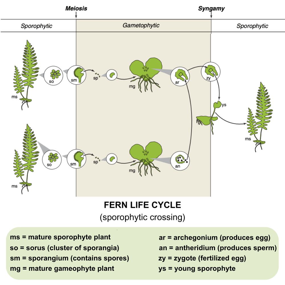 All land plants have a life cycle that alternates between two distinct phases: a tiny gametophytic (haploid) phase and a much larger sporophytic (diploid) phase that are produced by meiosis (reduction division) and syngamy (fertilization), respectively. Gametophytes are a fully independent life phase from the sporophytes, and they form the male (antheridia) and female (archegonia) gametangia that yield sperm and egg, respectively. Shown in the diagram is one of the more common breeding systems in ferns––outcrossing. Here, the sperm and egg that fuse to initiate a new young sporophyte, come from gametophytes formed by spores from different parental sporophytes.   