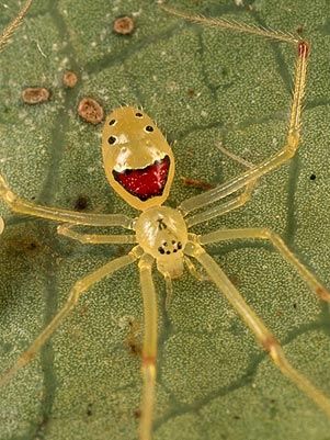 a photo of a happy face spider. its a big yellow, translucent spider and its abdomen has a big red mark in the face of an open mouth smile