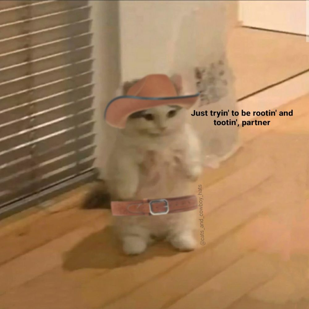 a white cat with a pink cowboy hat and a belt saying "just tryin to be rootin and tootin partner"
