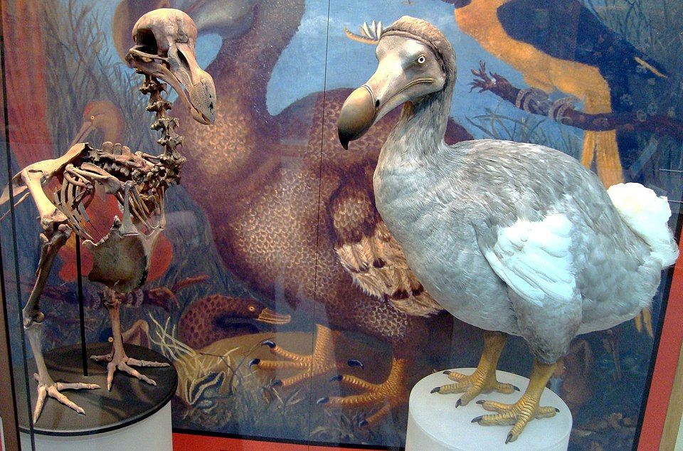 speculative mount of a dodo bird, now extinct