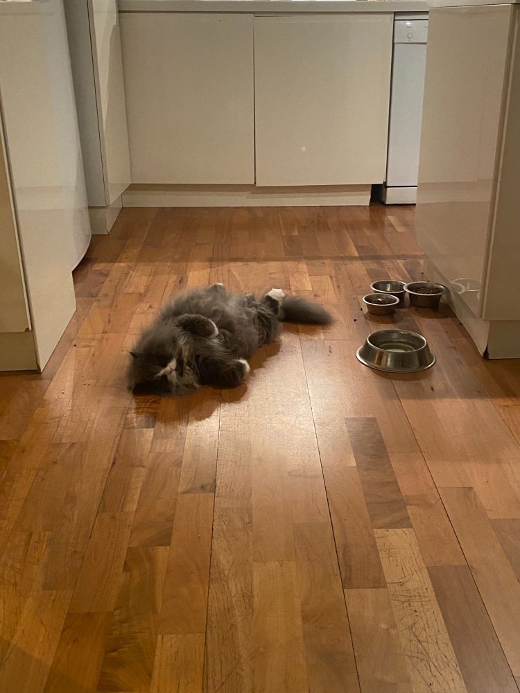 A very fluffy cat laying on the floor pretending his death is imminent, when in reality his life is perfect.