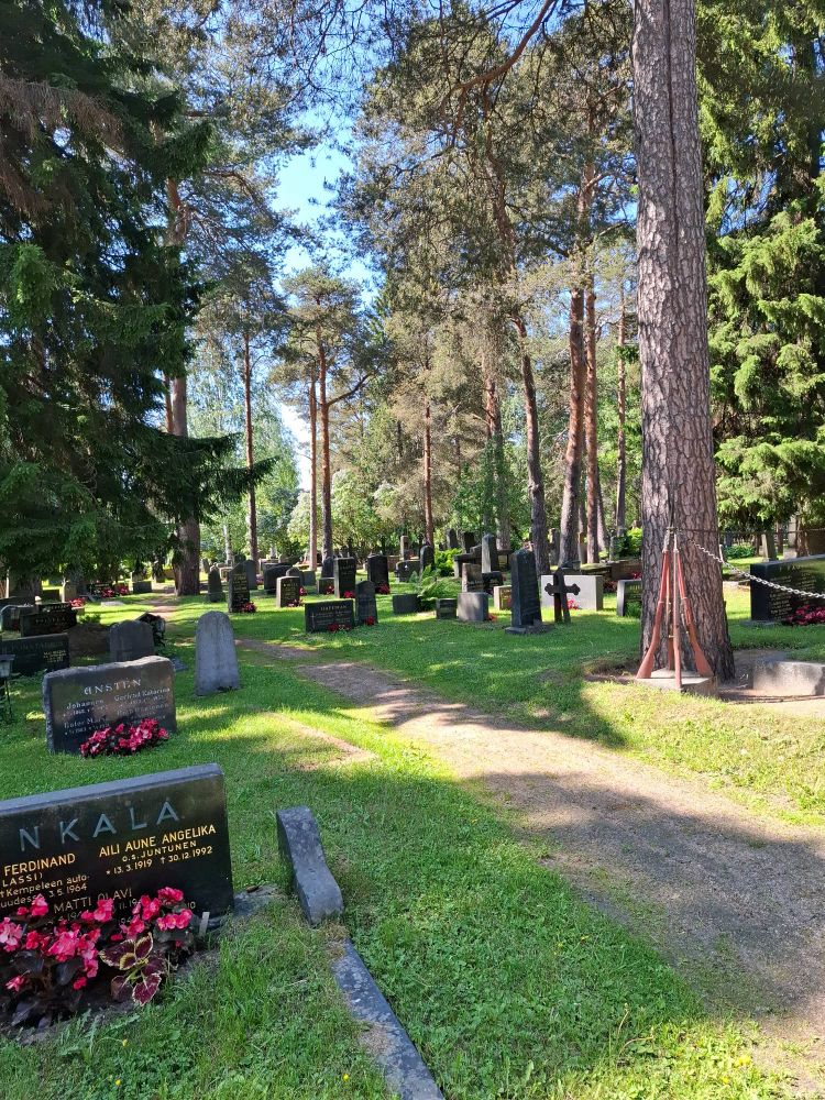 A cemetery in Oulu ... Headstones spread out in amongst spruce trees. 