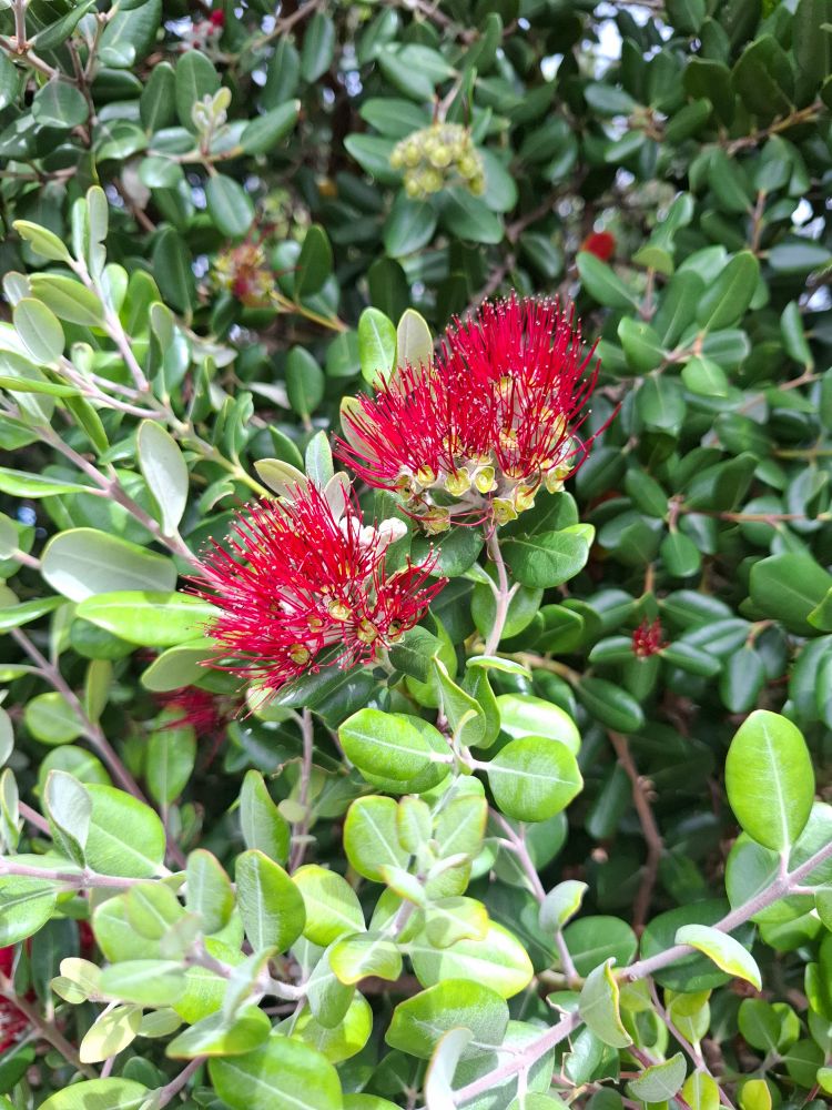 Bright red blooms of a New Zealand Christmas Bush