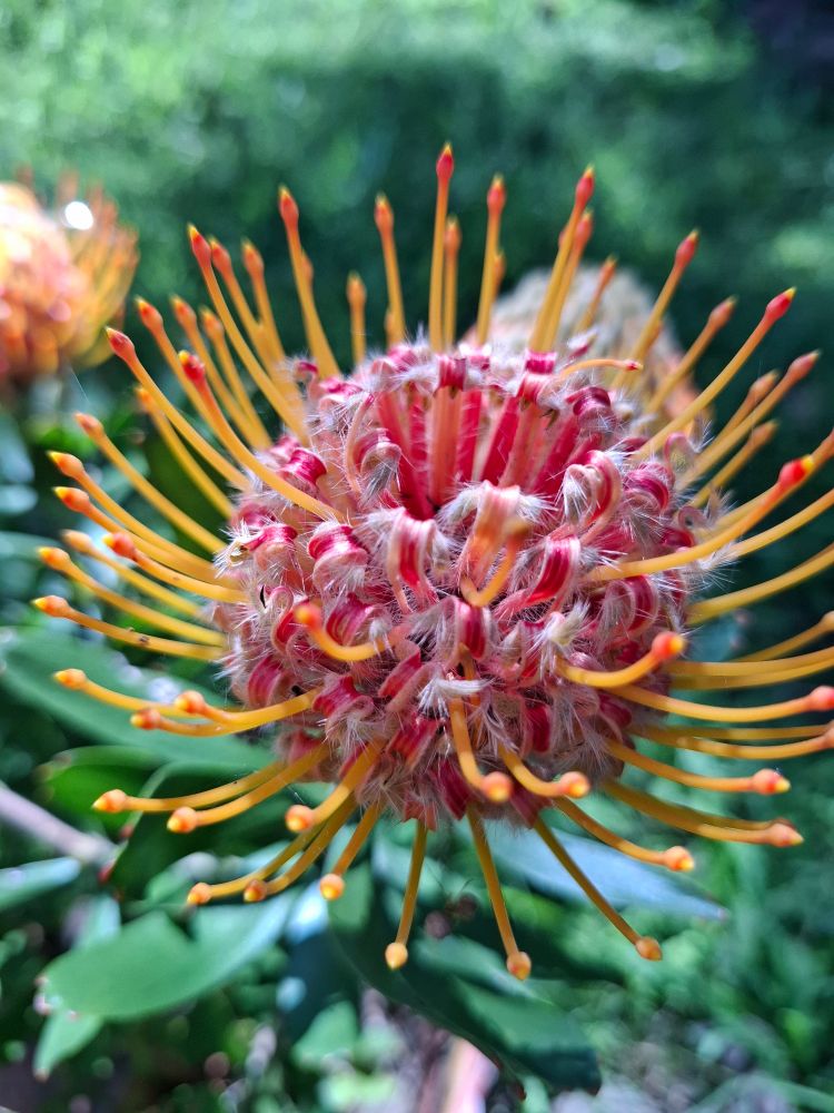 A ren centred cone flower with spikes of yellow emerging outwards like rays of yellow light.
