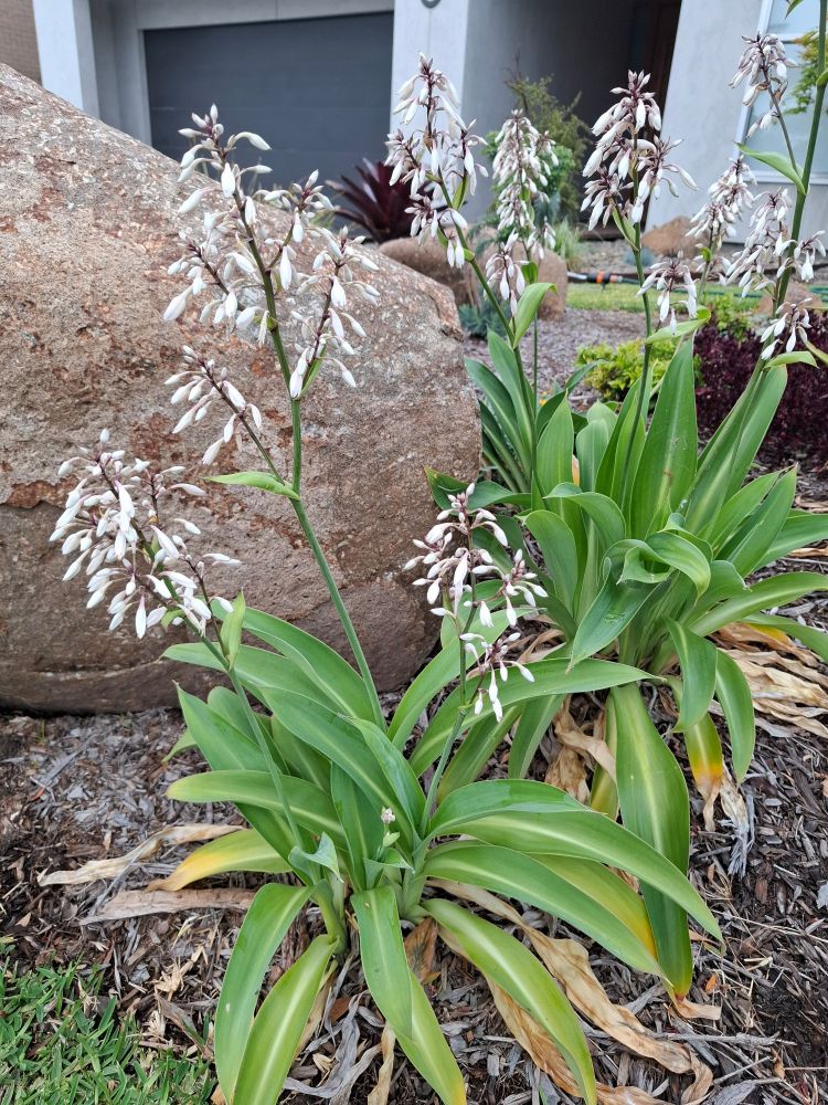Couple of lily plants? Various stems loaded with small white bell shaped flowers and a large brown rock in the background.