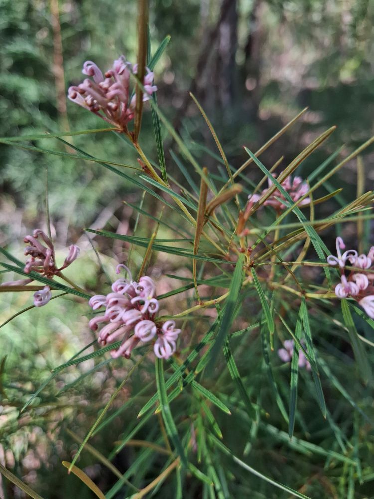 Small and delicate pale purple pink Grevillea blooms...the leaves needle like.