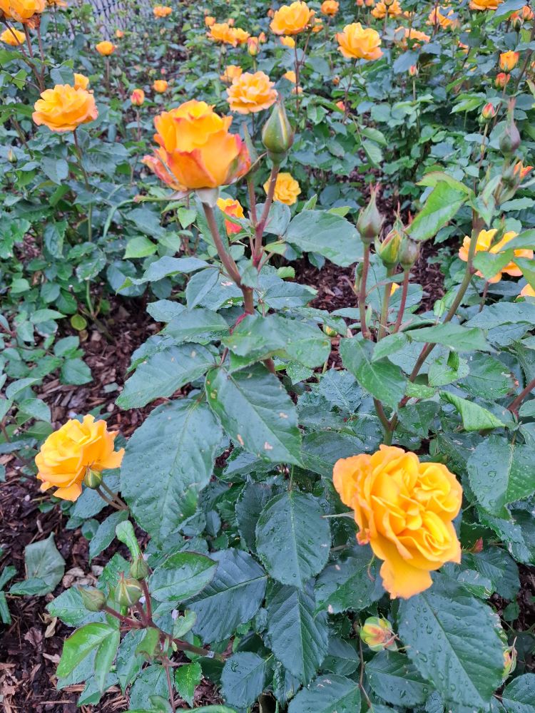 A field of orange yellow roses. 