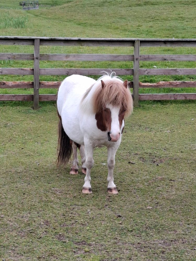 A predominatly white Shetland pony with brown tail, mane and cheek patches.