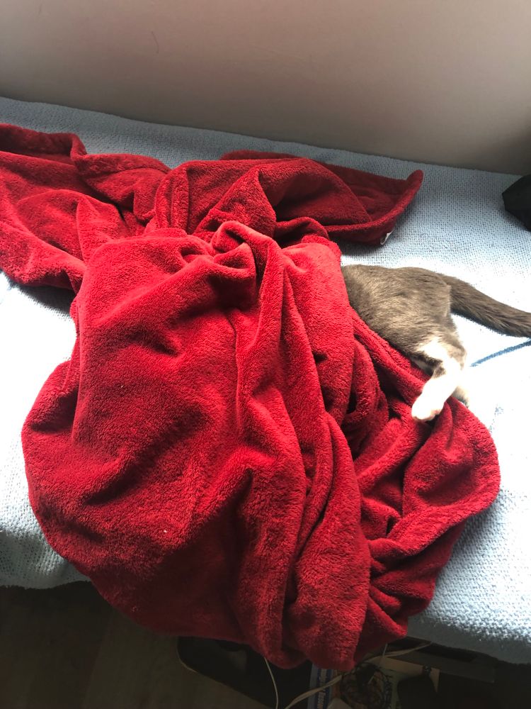 My cat not wanting to face the day and hiding under a throw…or just over the whole picture-taking thing.