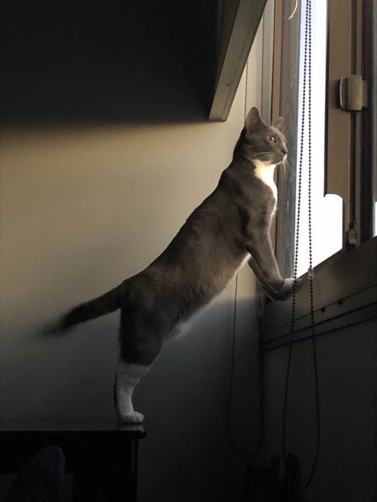 A feline among felines looking out the window, surveying his domain.
