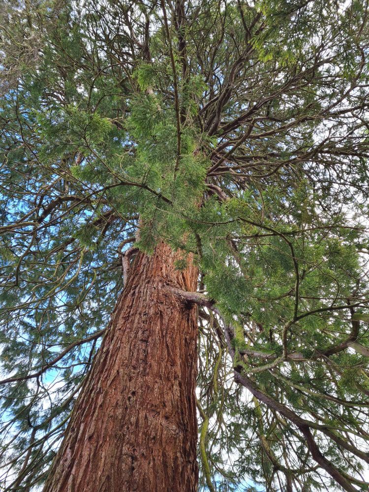 Looking up a redwood tree