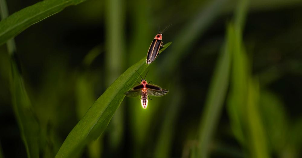 Why fireflies are only spotted in summer and where lightning bugs live the rest of the year