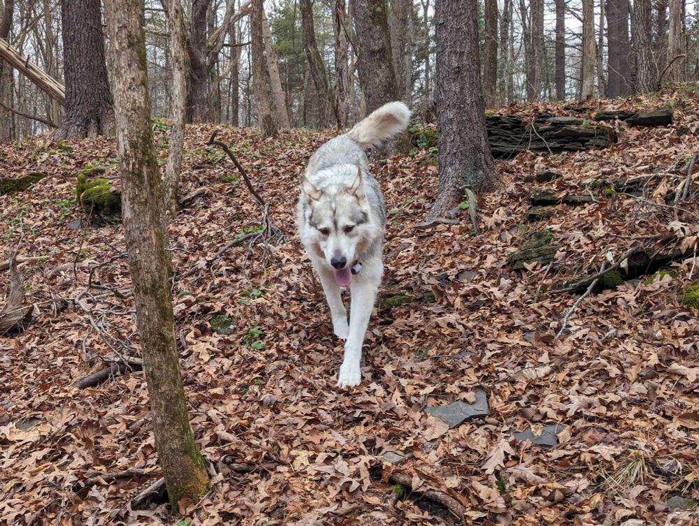 A big dog walking this morning. Actually bigger than you would think from the picture.