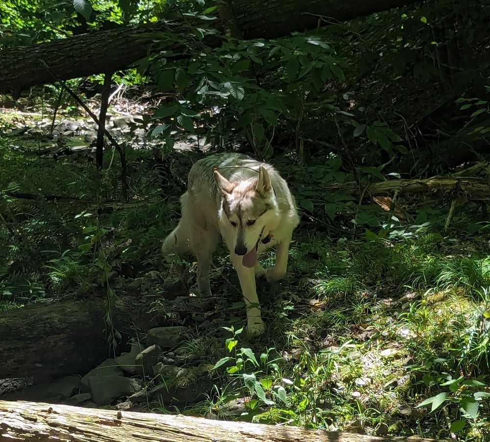 A big grey dog in the woods.