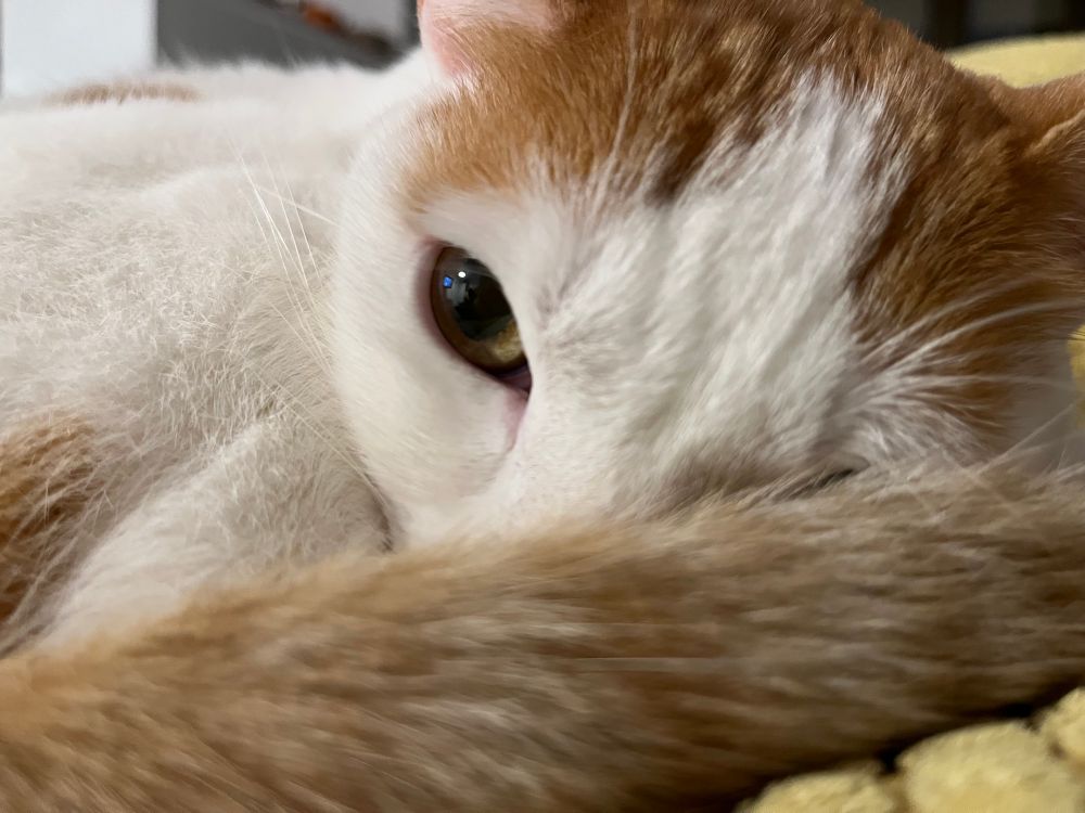 Gato joven con tendencias suicidas antes de ponerlas en práctica. 