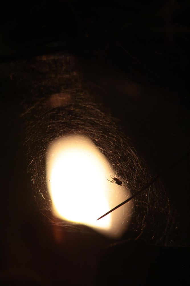  Auf dem Foto siehst du eine Spinne in ihrem Netz. Die Spinne sitzt rechts von einem hellen, leuchtenden Fleck, der wie ein Scheinwerfer das Netz von unten beleuchtet. Das Netz selbst ist fein und fast durchsichtig, es reflektiert das Licht und schimmert goldgelb. Ein langer, dünner Zweig oder ein Grashalm verläuft schräg unter der Spinne. Der Rest des Bildes ist in dunkle, unscharfe Schatten getaucht, was einen starken Kontrast zum beleuchteten Zentrum bildet und die Spinne und ihr Netz in den Vordergrund rückt. Bildbeschreibung von Gemini.