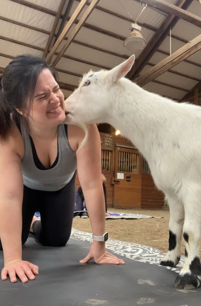 A white goat licking a woman’s face as she does yoga in a barn