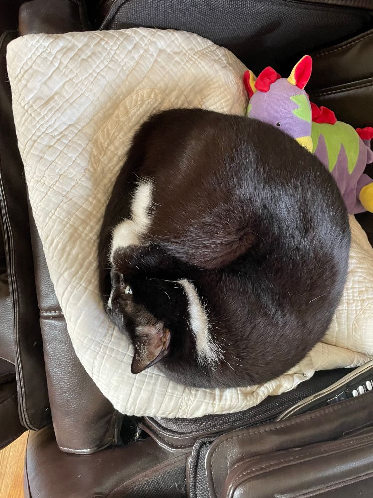 Mostly black tuxedo cat curled up sleeping on a quilt. 