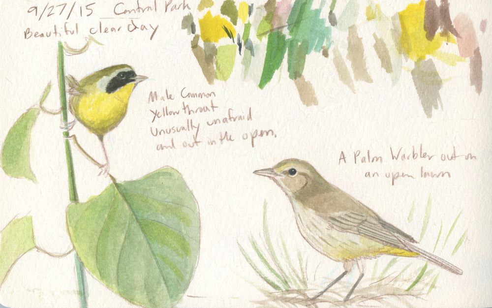 A sketchbook page with watercolor sketches of birds: a male Common Yellowthroat perched on a leaf stem, and a Palm warbler in the grass. There are also swatches of test color on the upper part of the page. 