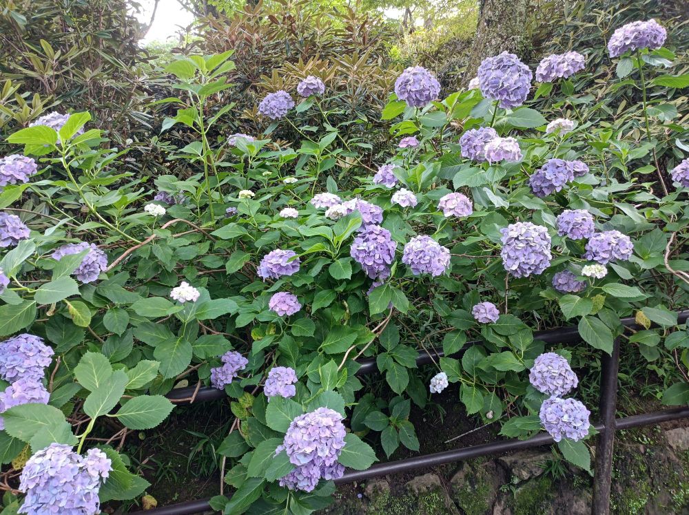 青色の紫陽花群