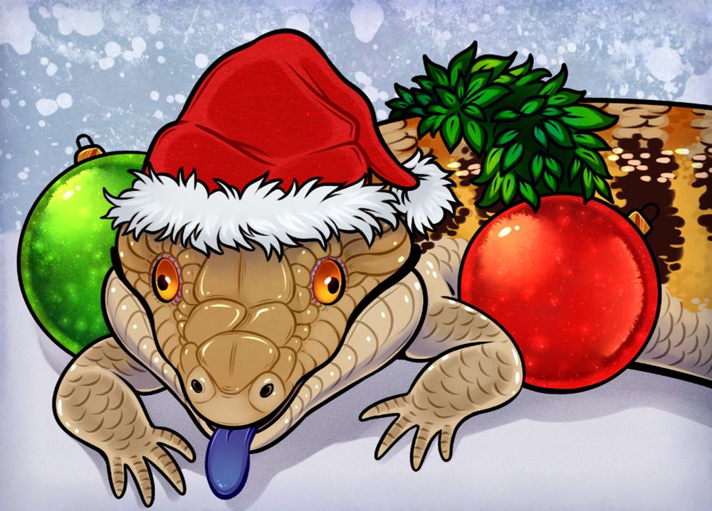 blue tongue skink wearing a santa hat in between two christmas ball ornaments looking like a goofy goober 