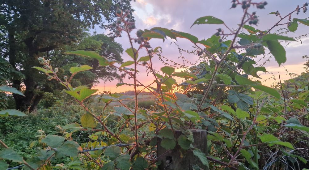 The golden glow of a sunset is streaking the foregroubd hedgerows plants with red and gold.