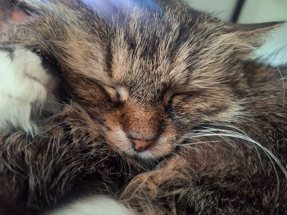 A close up of the adorable sleeping face of our long haired tortoiseshell cat, Maggie.
