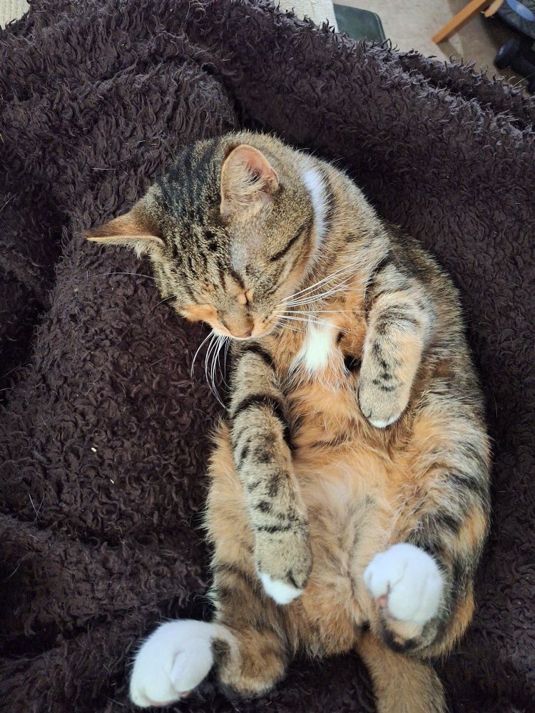 The cutest cat in all the world, asleep on her back on a brown blanket.