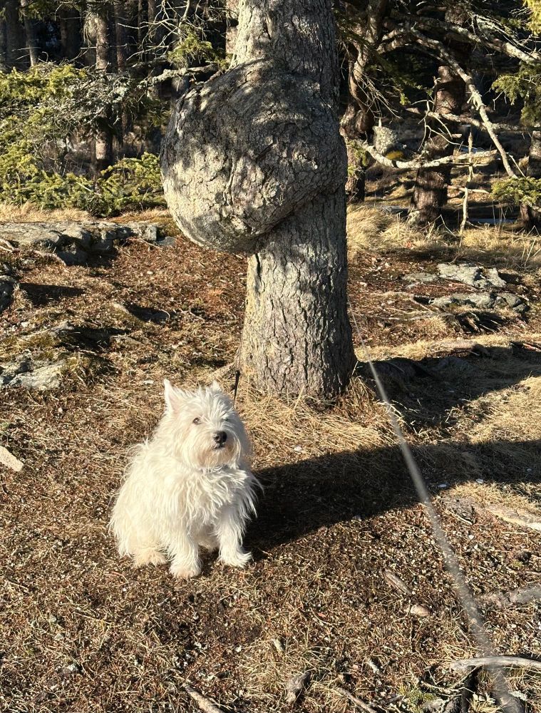 Fluffy West Highland Terrier sitting next to pine tree