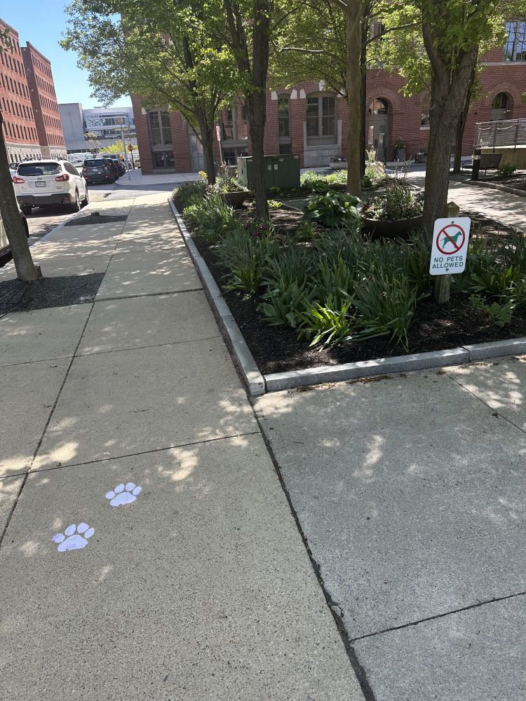 Ember's purple pawprints outside of the Boston Expo hall.