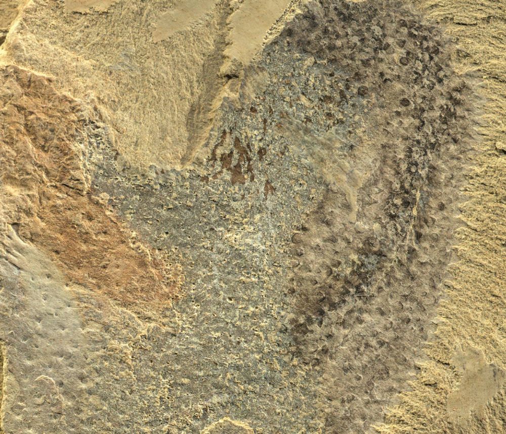 Fossil of Shishania