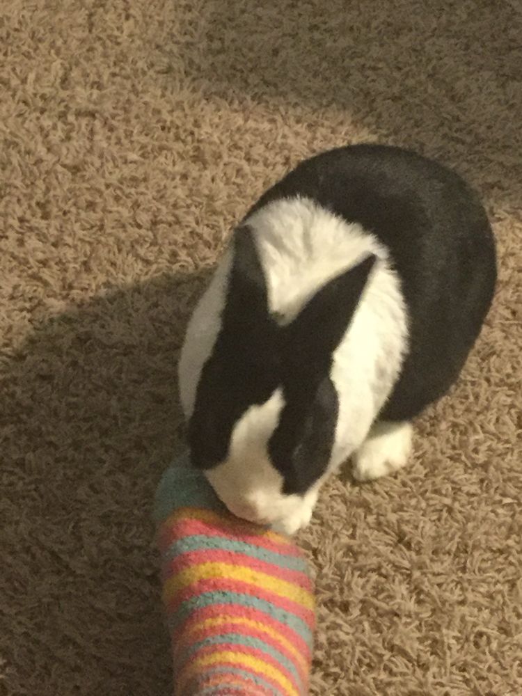 rabbit licking my foot