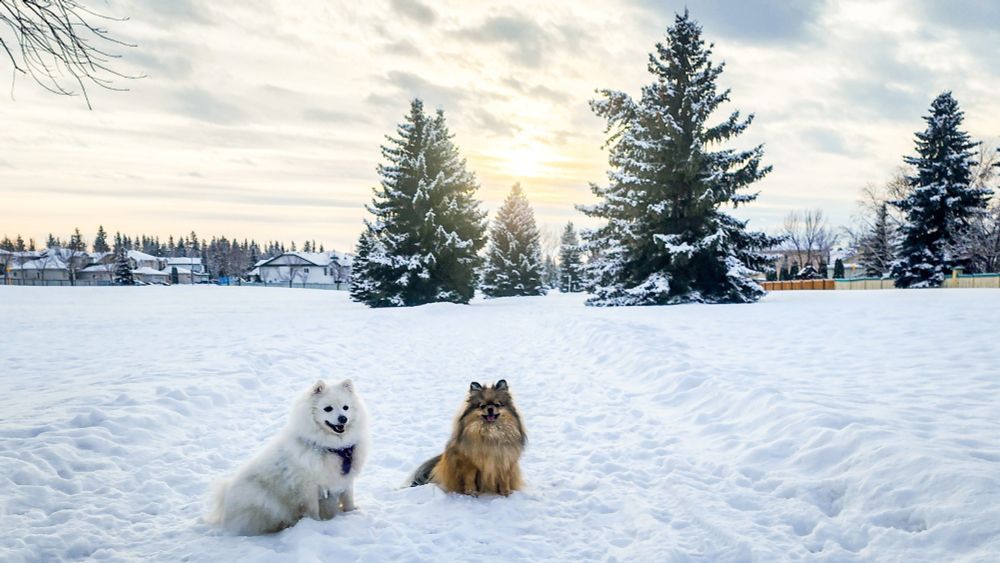Two dogs sit in the snow of a park in the suburbs of a city. The sun hangs low in the sky, partially hidden behind the cloud cover. 