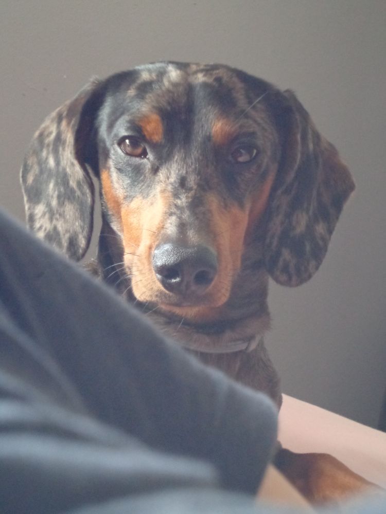 Face card do cachorro dachshund arlequim, Bertolino, com olhar julgador.