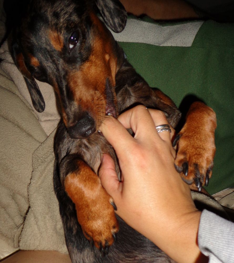 Bertolino Lindo, um dachshund com pelagem preta, patas e focinho marrom e manchas cinzas por todo o corpo, está segurando a mão de sua humana com as patinhas e os dentinhos enquanto seduz pra câmera com seu olhar fofinho de cachorrinho.