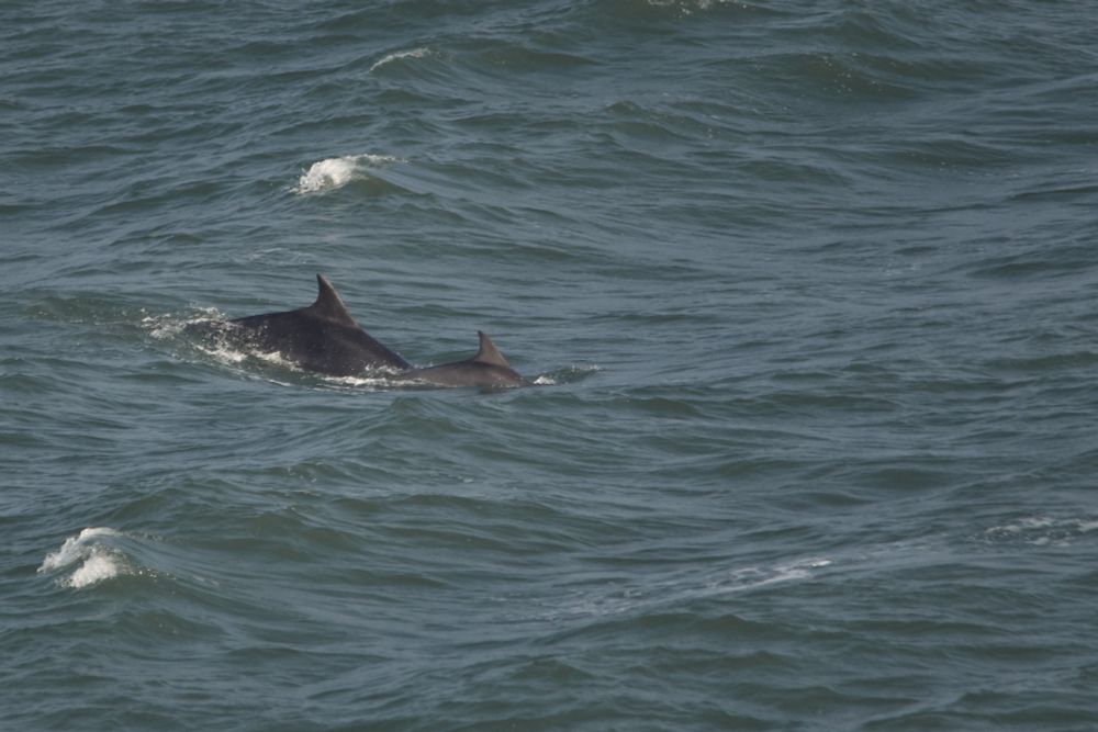 A small group of bottlenose dolphins breaking the sea surface