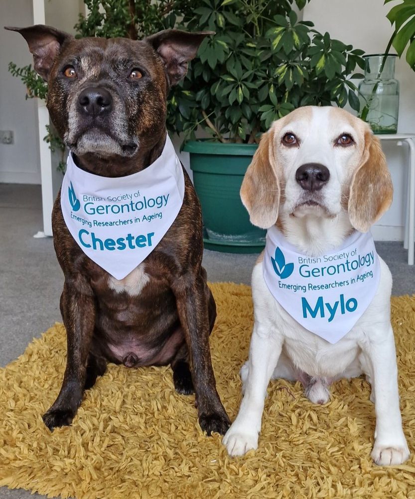 Two dogs are sitting next to each other on a yellow fluffy rug. On the left a brindle staffordshire bull terrier and on the right a beagle with a mostly white face and light brown ears. They are both wearing white bandanas that have the British Society of Gerontology Emerging Researchers in Ageing logo on in a teal blue colour, underneath they have their names printed: Chester (left) and Mylo (right).