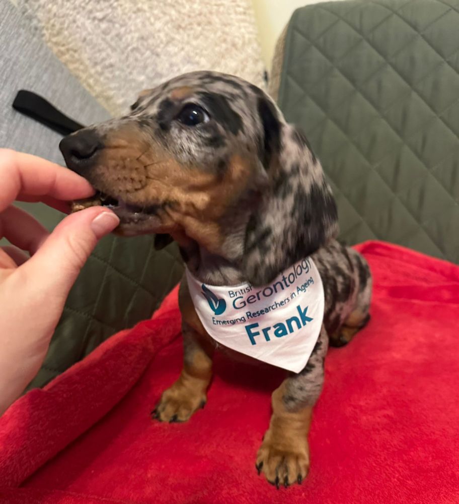 A dapple dachshund puppy is sitting on a red blanket, he is being hand-fed a treat. He is wearing a white bandana that has the British Society of Gerontology Emerging Researchers in Ageing logo on in a teal blue colour, underneath he has his name printed: Frank.