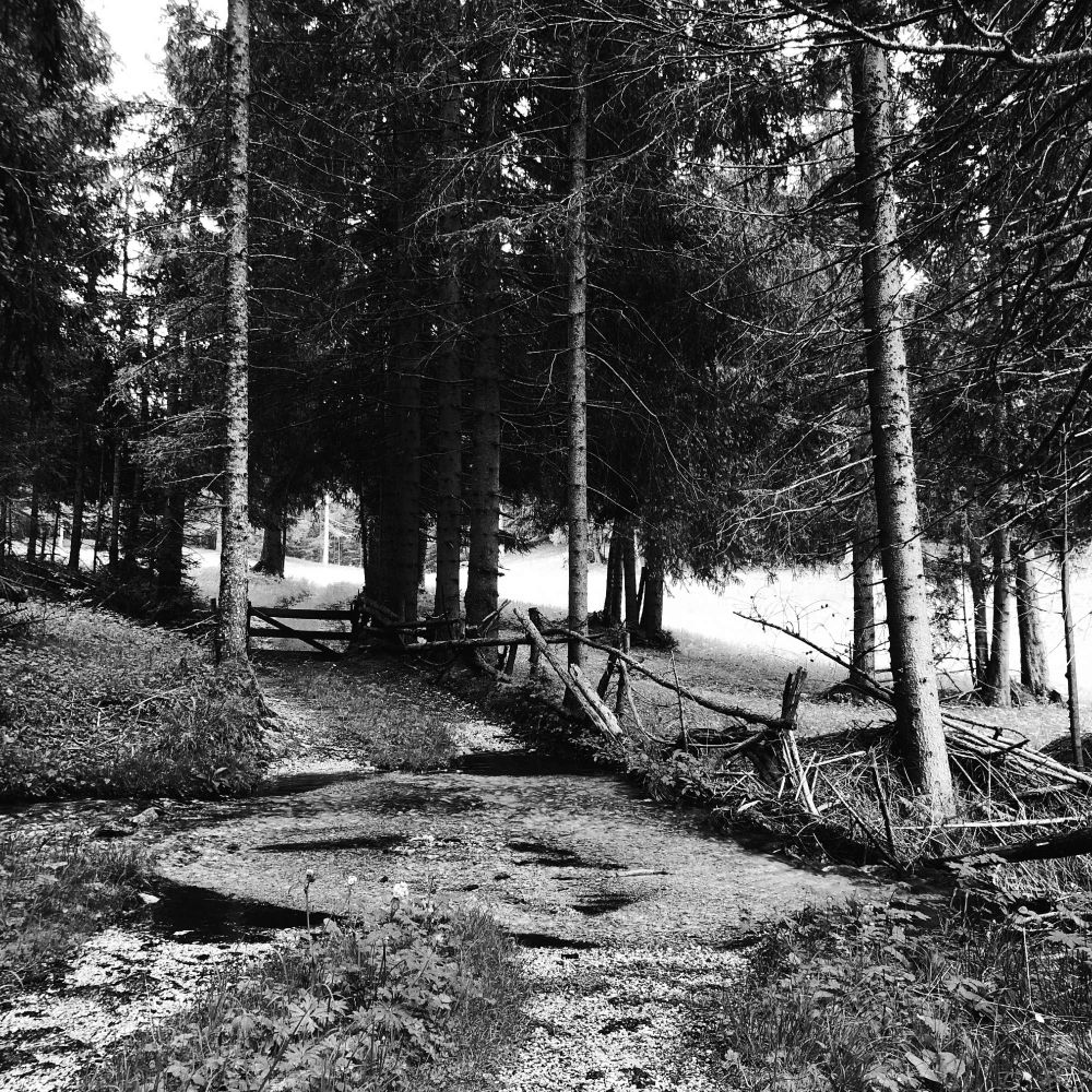Un sentiero nel bosco coperto dall'acqua di un ruscello, alberi e uno steccato