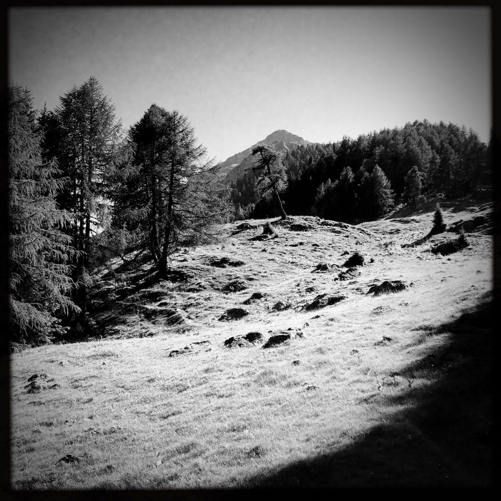 Un prato in montagna con dei grandi abeti intorno e la cima della montagna in lontananza