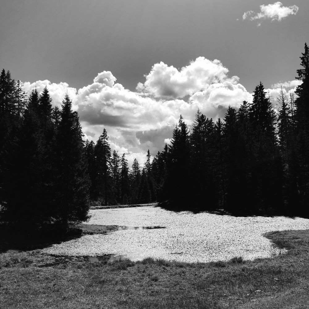 L'acqua del laghetto montano è ricoperta di piante acquatiche. Alti abeti circondano il lago e grandi nuvole bianche sullo sfondo in cielo