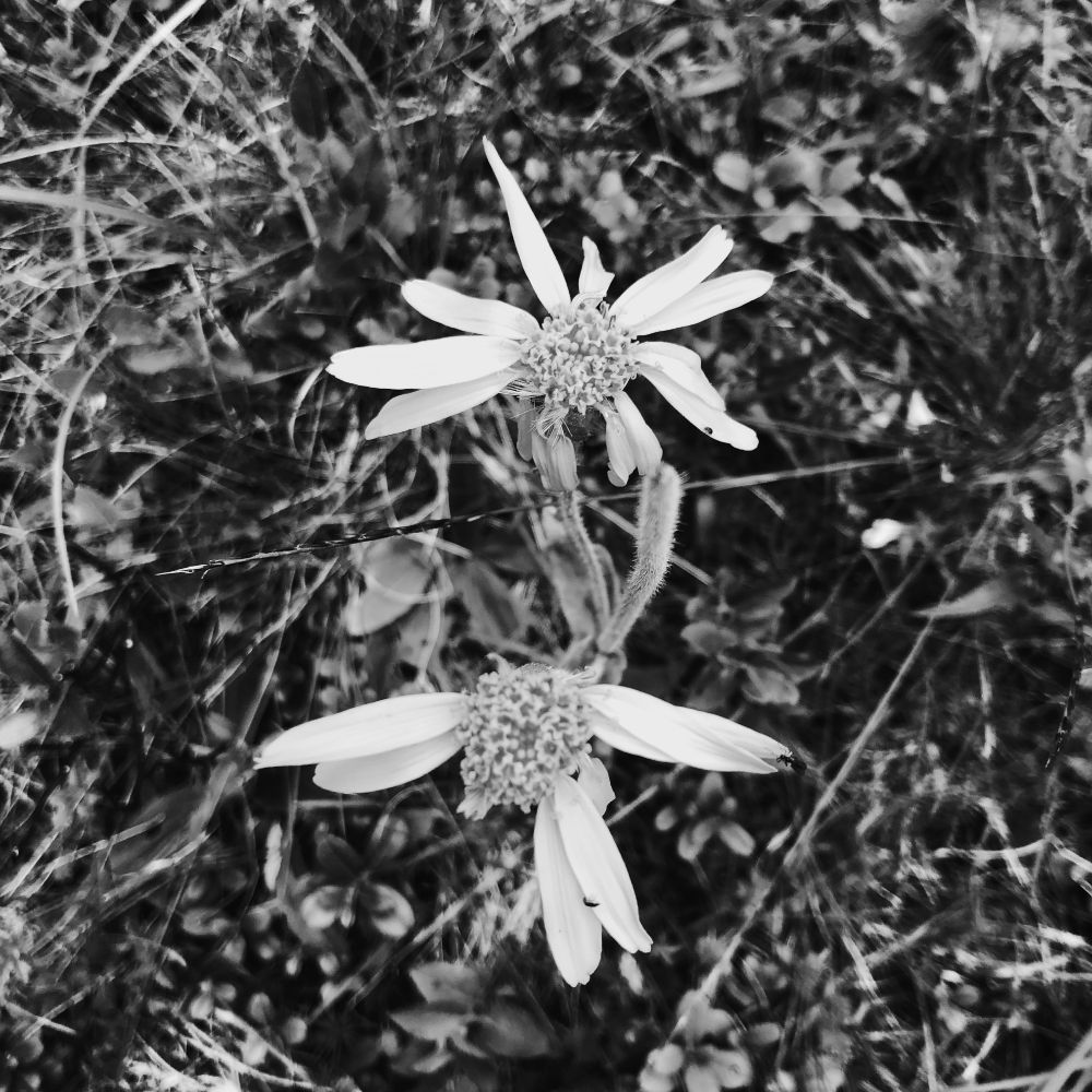 Due fiori di arnica su di un prato in montagna visti da sopra
